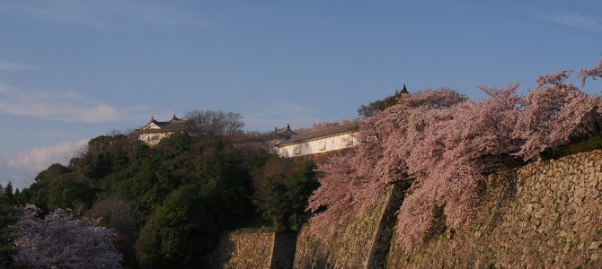 姫路城にお花見へ行こう