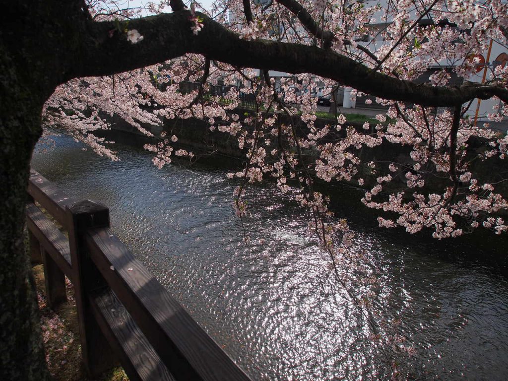 姫路城周辺のお花見は船場側沿いも