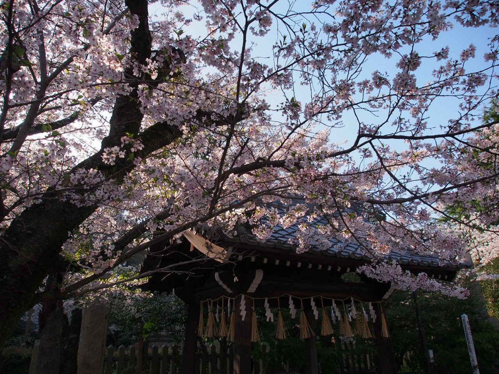 姫路城周辺のお花見スポット