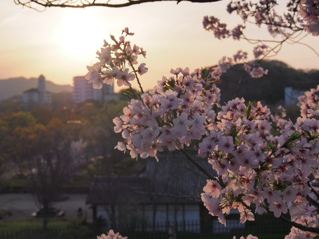 姫路城周辺のお花見スポット